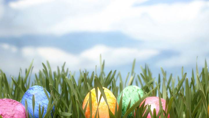 Lots Of Colorful Eggs In Grass